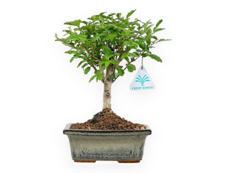 Ligustrum - Privet - 27 cm
