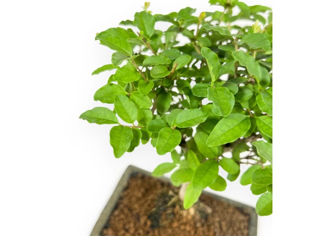 Ligustrum - Privet - 27 cm 2