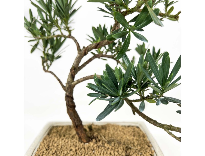 Podocarpus Macrophylla - Podocarpe - 39 cm