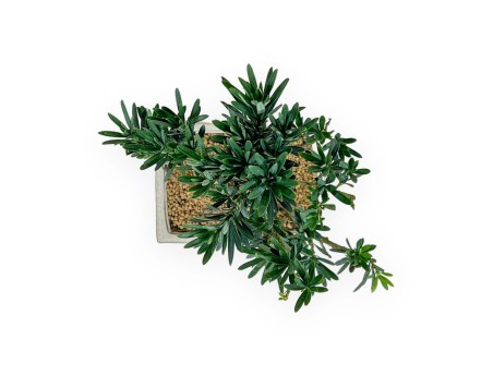 Podocarpus Macrophylla - 39 cm