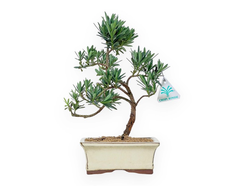 Podocarpus Macrophylla - 39 cm