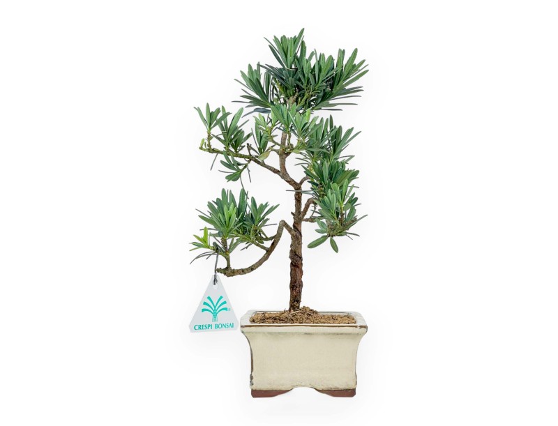 Podocarpus Macrophylla - 39 cm