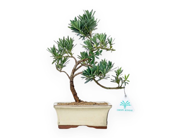 Podocarpus Macrophylla - Podocarpo - 39 cm