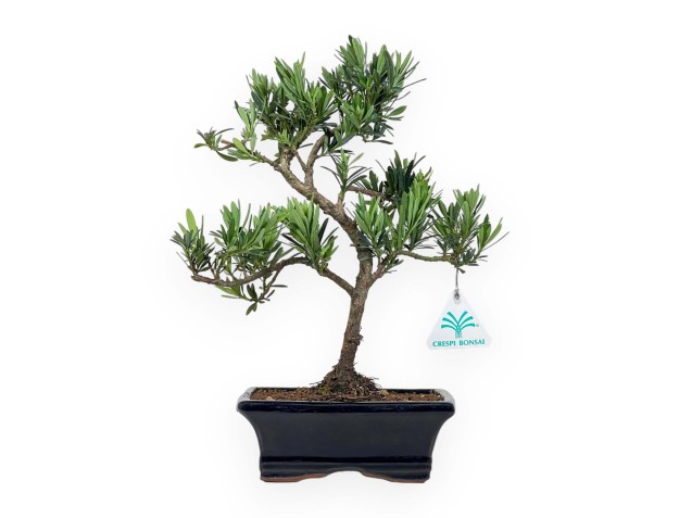 Podocarpus Macrophylla - 37 cm