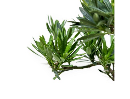 Podocarpus Macrophylla - Podocarpo - 37 cm