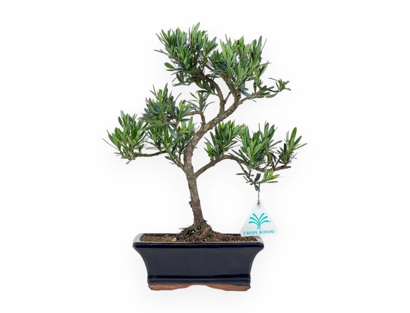 Podocarpus Macrophylla - Podocarpe - 37 cm