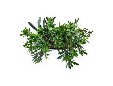 Podocarpus Macrophylla - Podocarpo - 37 cm