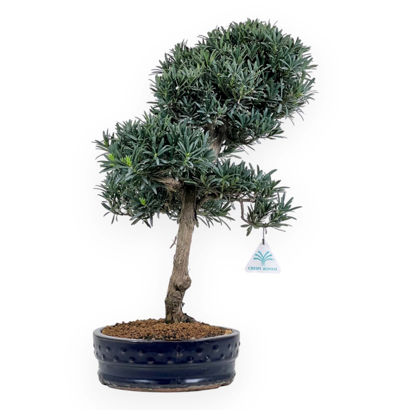 Podocarpus Macrophylla - Podocarpe - 52 cm