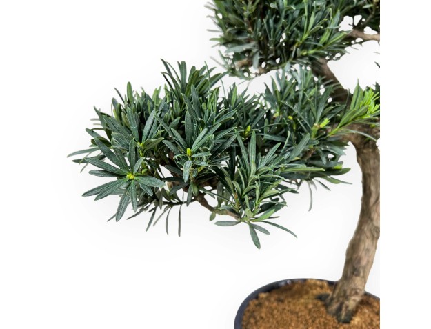 Podocarpus Macrophylla - Podocarp - 52 cm 2