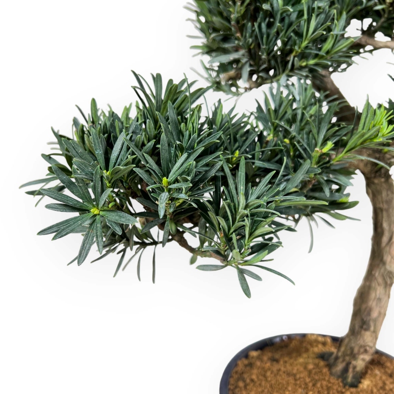 Podocarpus Macrophylla - 52 cm