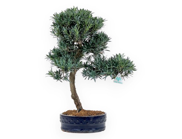 Podocarpus Macrophylla - Podocarpo - 52 cm