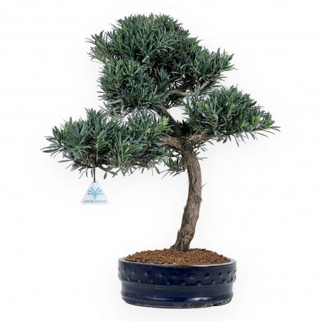 Podocarpus Macrophylla - 52 cm