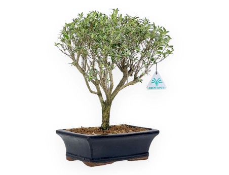 Serissa Foetida Variegata - Serissa - 36 cm