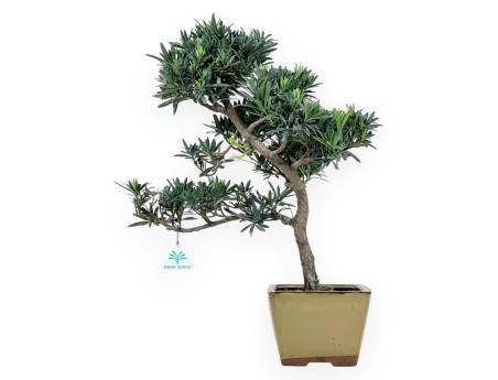 Podocarpus Macrophylla - Podocarp - 48 cm