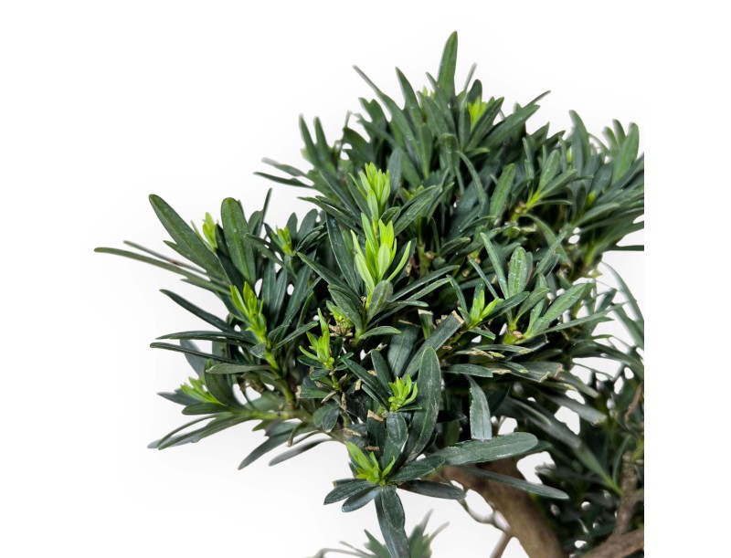 Podocarpus Macrophylla - Podocarpo - 48 cm