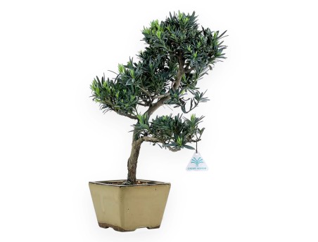 Podocarpus Macrophylla - Podocarpo - 48 cm