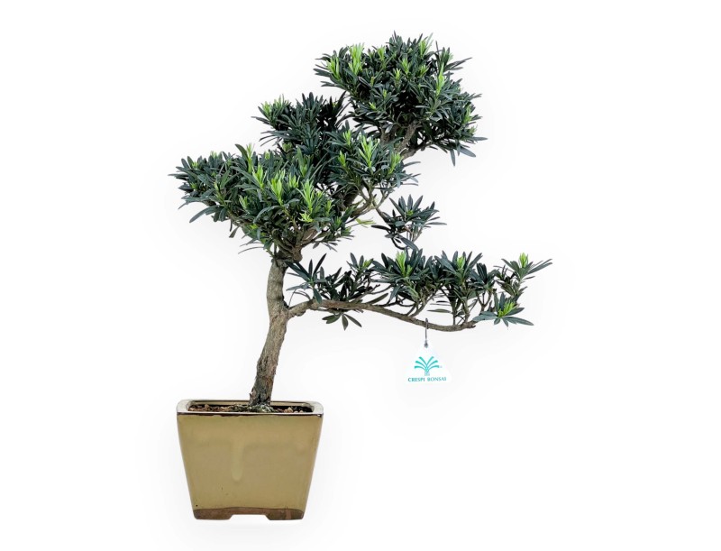 Podocarpus Macrophylla - 48 cm