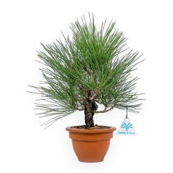 Pinus Thunbergii Corticosa - Black Pine - 31 cm