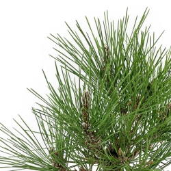 Pinus Thunbergii Corticosa - Black Pine - 31 cm