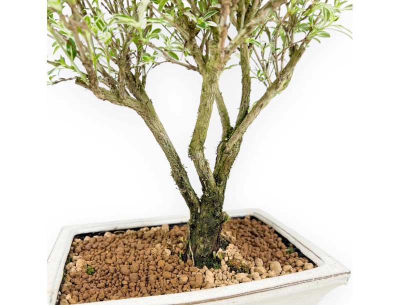 Serissa Foetida Variegata - Serissa - 34 cm