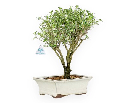 Serissa Foetida Variegata - Serissa - 34 cm