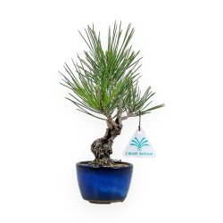 Pinus Thunbergii Corticosa - Pino Nero - 24 cm