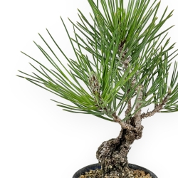 Pinus Thunbergii Corticosa - Pino Nero - 24 cm