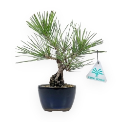 Pinus Thunbergii Corticosa - Pin Noir - 21 cm
