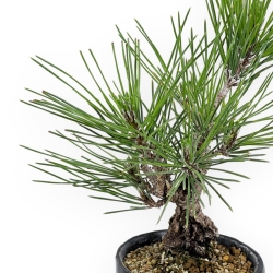Pinus Thunbergii Corticosa - Pin Noir - 21 cm