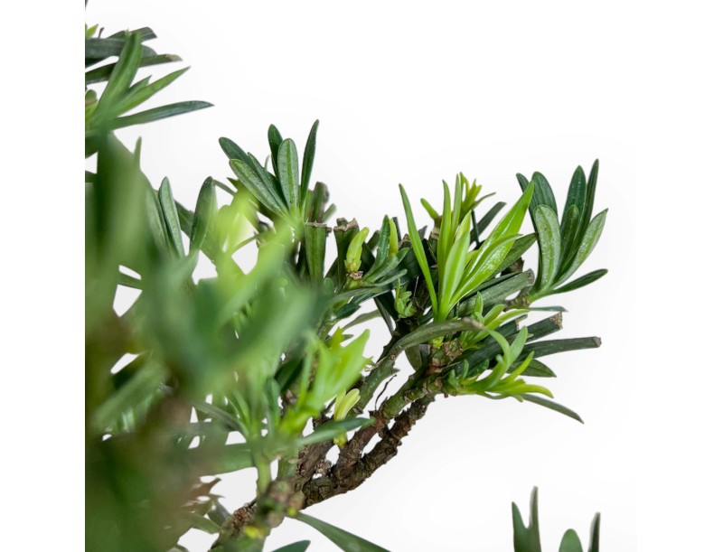 Podocarpus Macrophylla - 37 cm