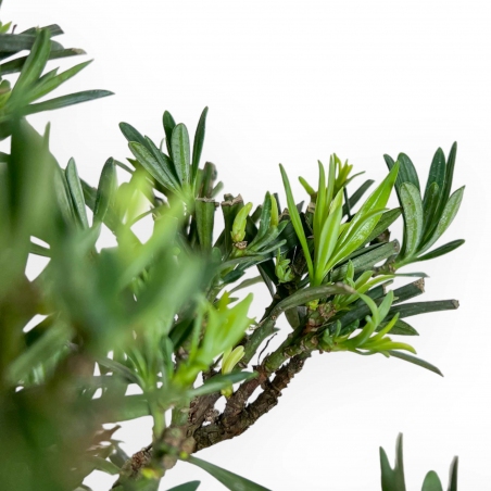 Podocarpus Macrophylla - 37 cm