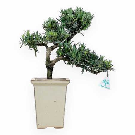 Podocarpus Macrophylla - Podocarpe - 37 cm