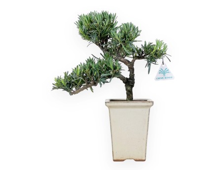 Podocarpus Macrophylla - Podocarpe - 37 cm