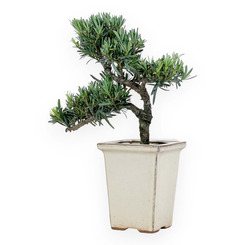 Podocarpus Macrophylla - Podocarpe - 37 cm