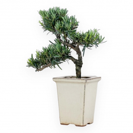 Podocarpus Macrophylla - Podocarpe - 37 cm