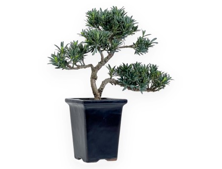 Podocarpus Macrophylla - Podocarpe - 36 cm