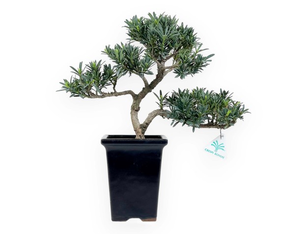 Podocarpus Macrophylla - Podocarpe - 36 cm