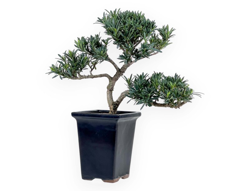 Podocarpus Macrophylla - Podocarpe - 36 cm