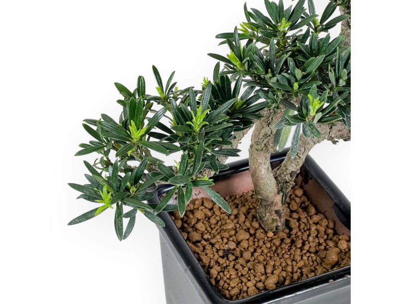 Podocarpus Macrophylla - Podocarpe - 36 cm