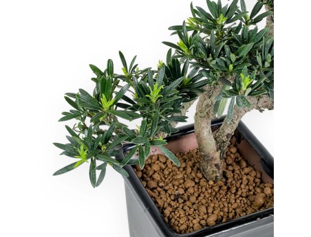 Podocarpus Macrophylla - Podocarpo - 36 cm