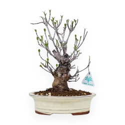 Cornus Kousa - Dogwood - 31 cm