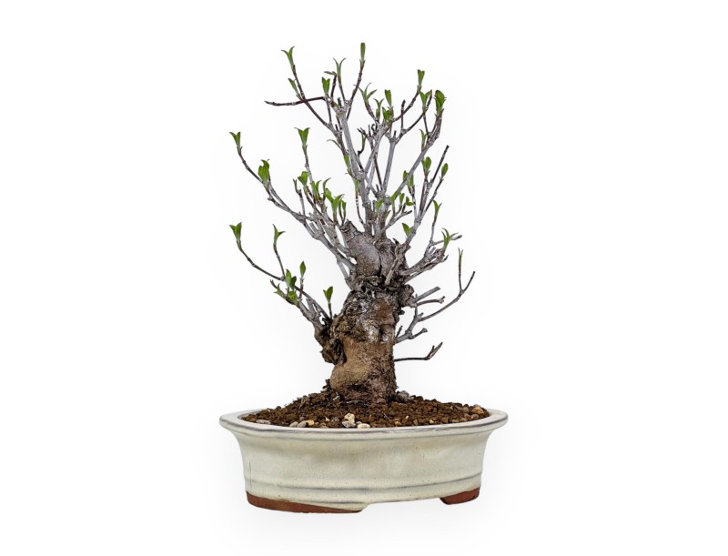 Cornus Kousa - Dogwood - 31 cm