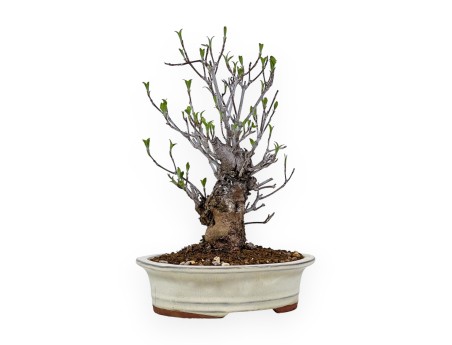 Cornus Kousa - Dogwood - 31 cm