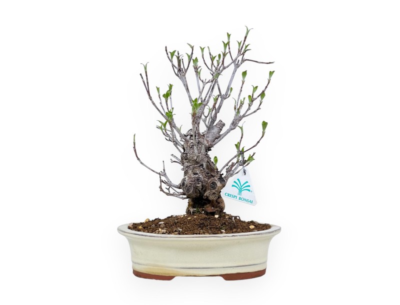 Cornus Kousa - Dogwood - 31 cm