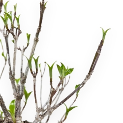 Cornus Kousa - Corniolo - 31 cm