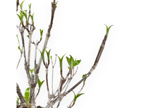 Cornus Kousa - Cornouiller - 31 cm