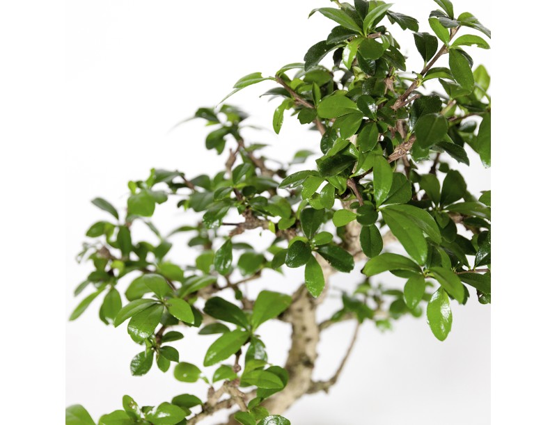 Carmona macrophylla - Tea tree - 37 cm