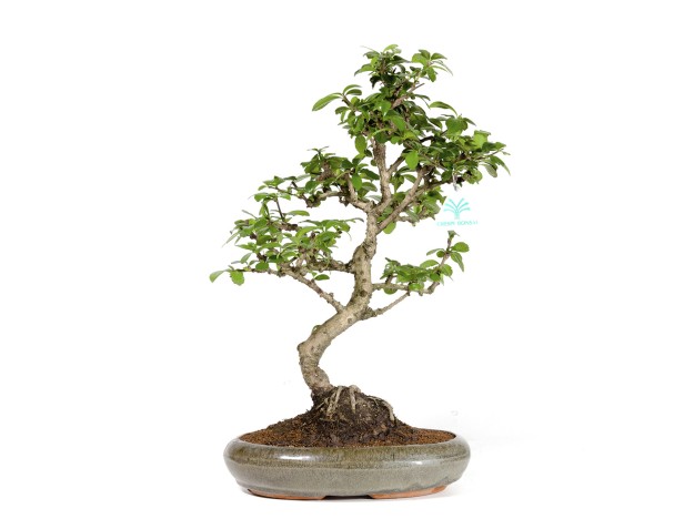 Carmona macrophylla - Fukientee - 37 cm