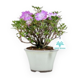 Rhododendron Indicum - Azalea - 23 cm