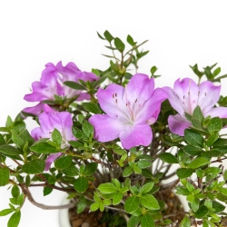 Rhododendron Indicum - Azalea - 23 cm